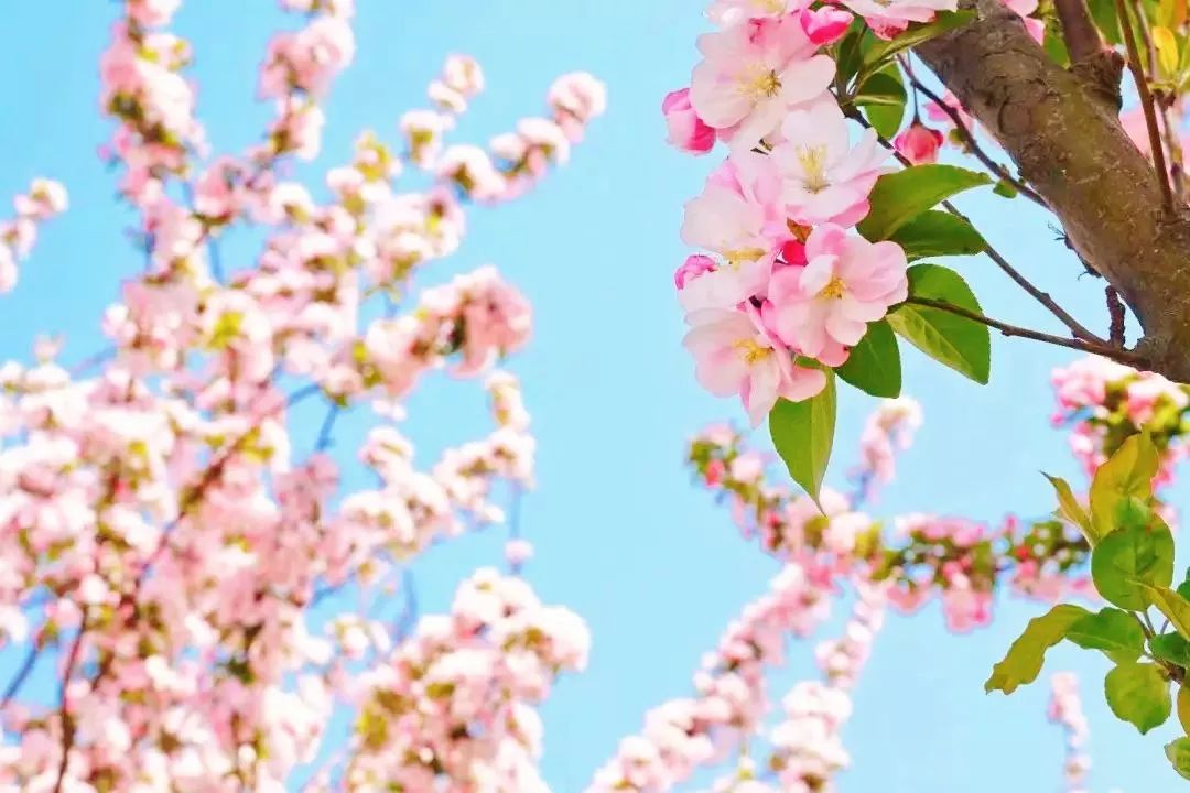 中国民航大学地位,中国民航大学很牛吗现在还有吗