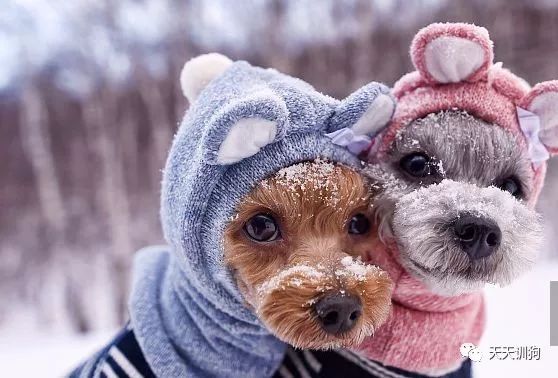 天气冷怎么照顾狗狗,天气冷应该给狗狗注意什么呢