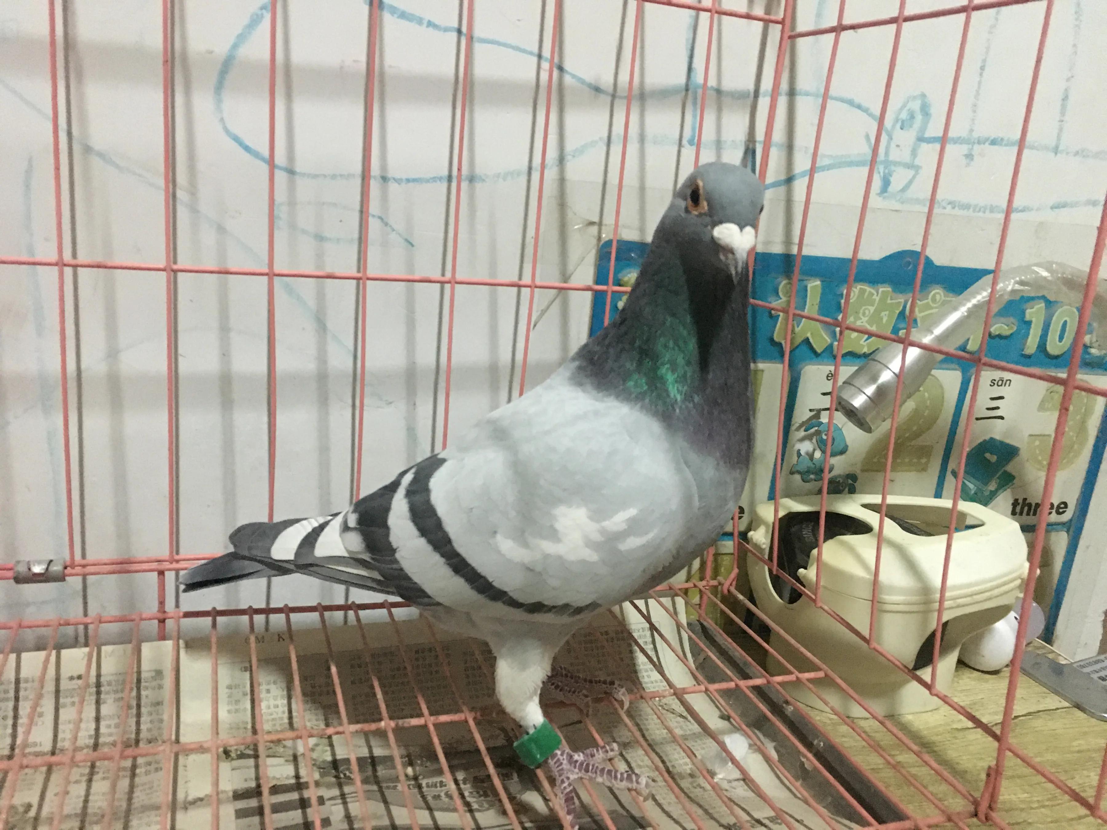 2021年公棚迟归鸽多少钱一只,公棚迟归鸽怎么配