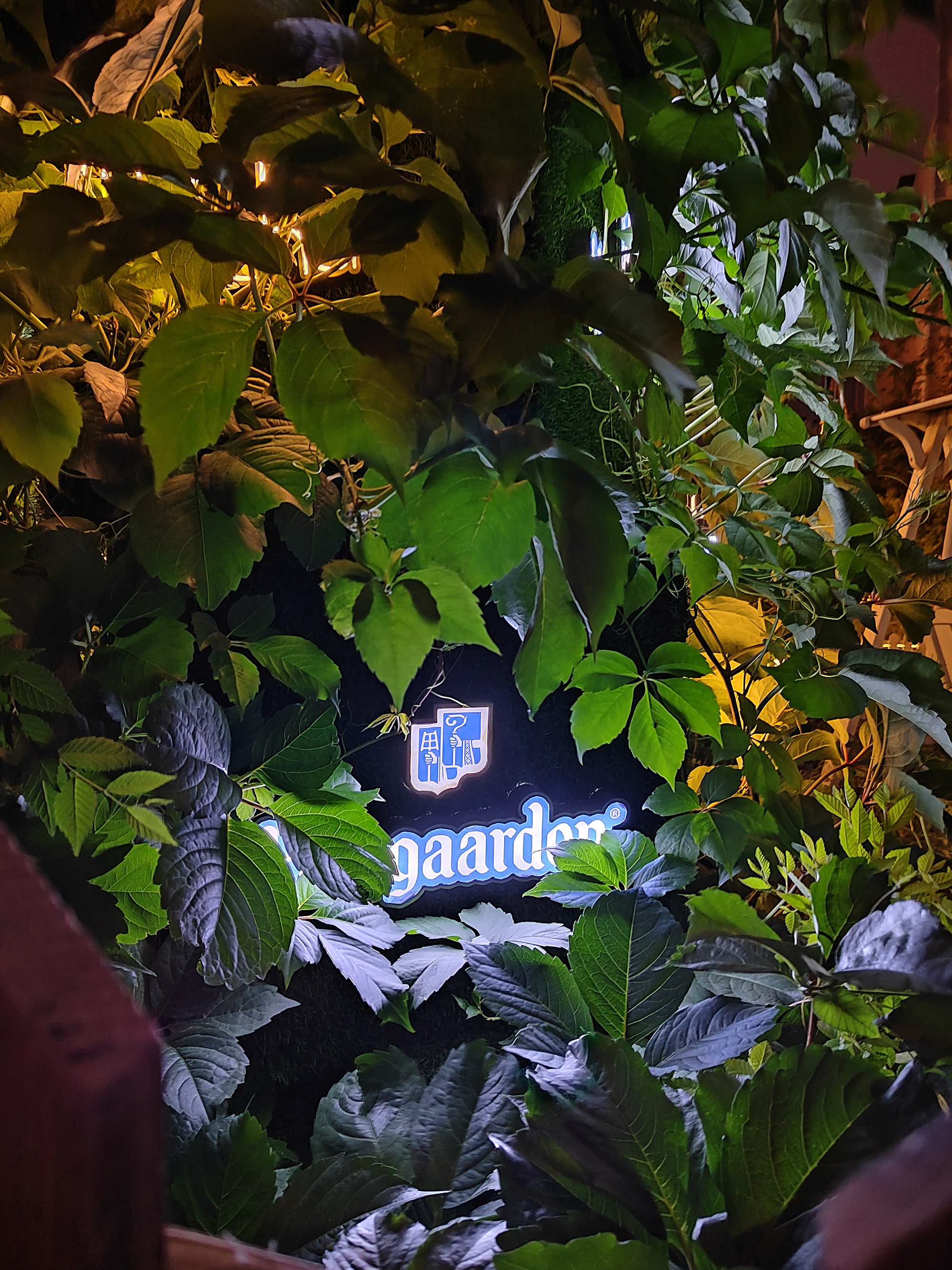 荣耀50pro哪方面值得购买,荣耀50pro的性能比5t活力优越