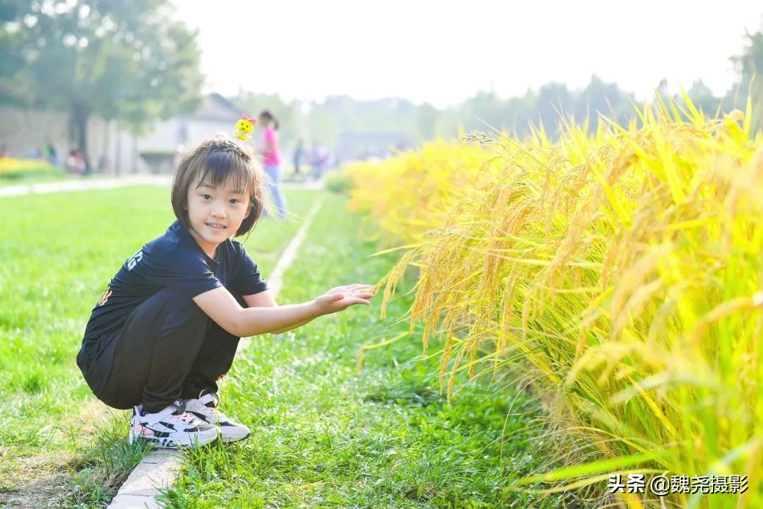 北京北坞公园里的京西稻又熟了,曾经只有皇上才能吃上这儿的大米