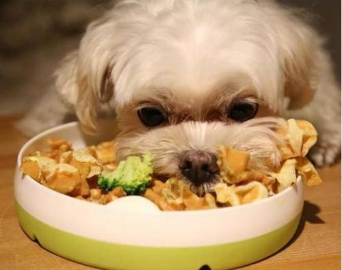 狗狗地位太低怎么提高,狗狗的地位问题