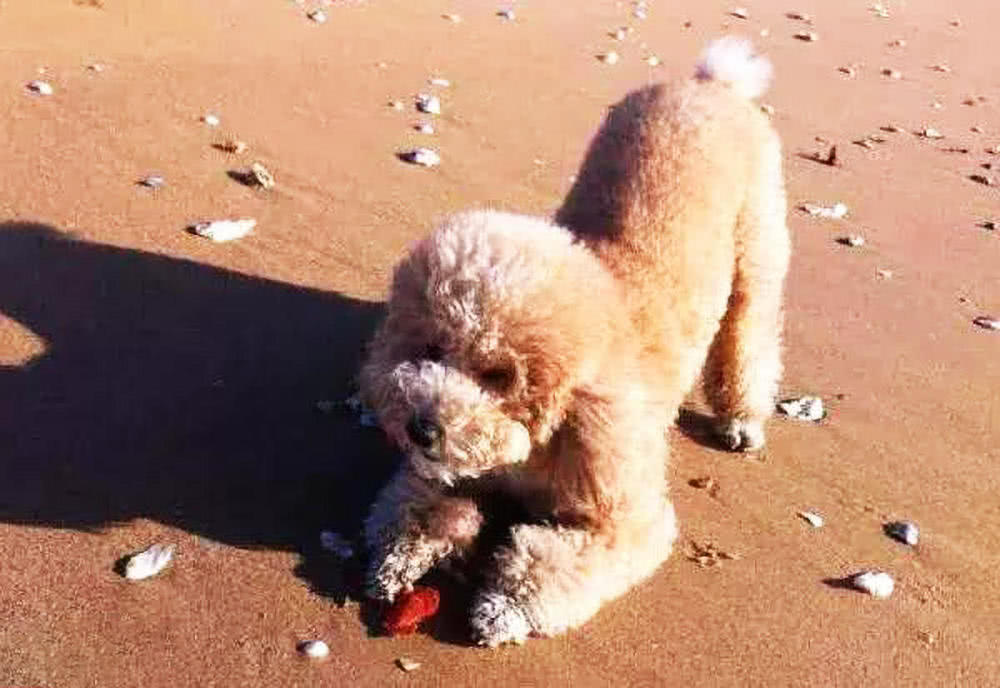 泰迪犬这7种肢体语言，所代表什么意思？很多人都不知道！