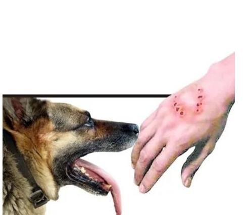 狗狗狂犬病早期的10个征兆,狗狗狂犬病有什么征兆