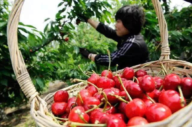 重庆周边摘樱桃,重庆北碚摘樱桃的地方