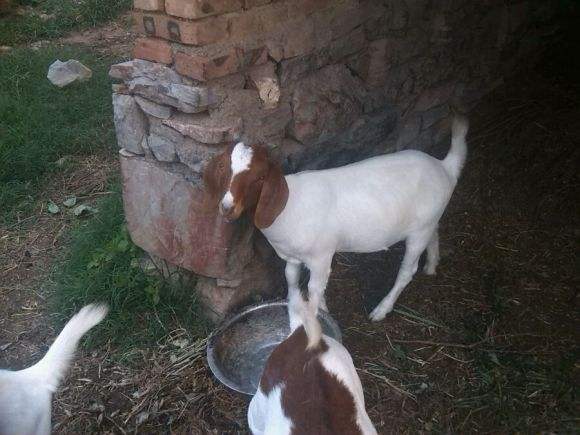 山羊咳嗽是怎么回事,波尔山羊反复发烧咳嗽