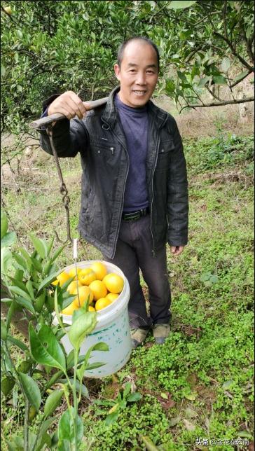 临近年关吃东西容易上火,就让这款小甜橙拯救一下