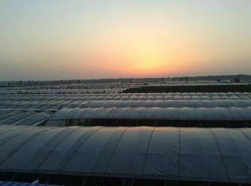 错季蔬菜助农增收方法,误施除草剂有什么补救方法