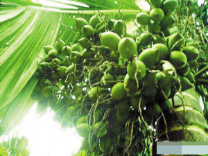 槟榔吃多了有哪些害处,槟榔吃多了对身体有什么危害吗