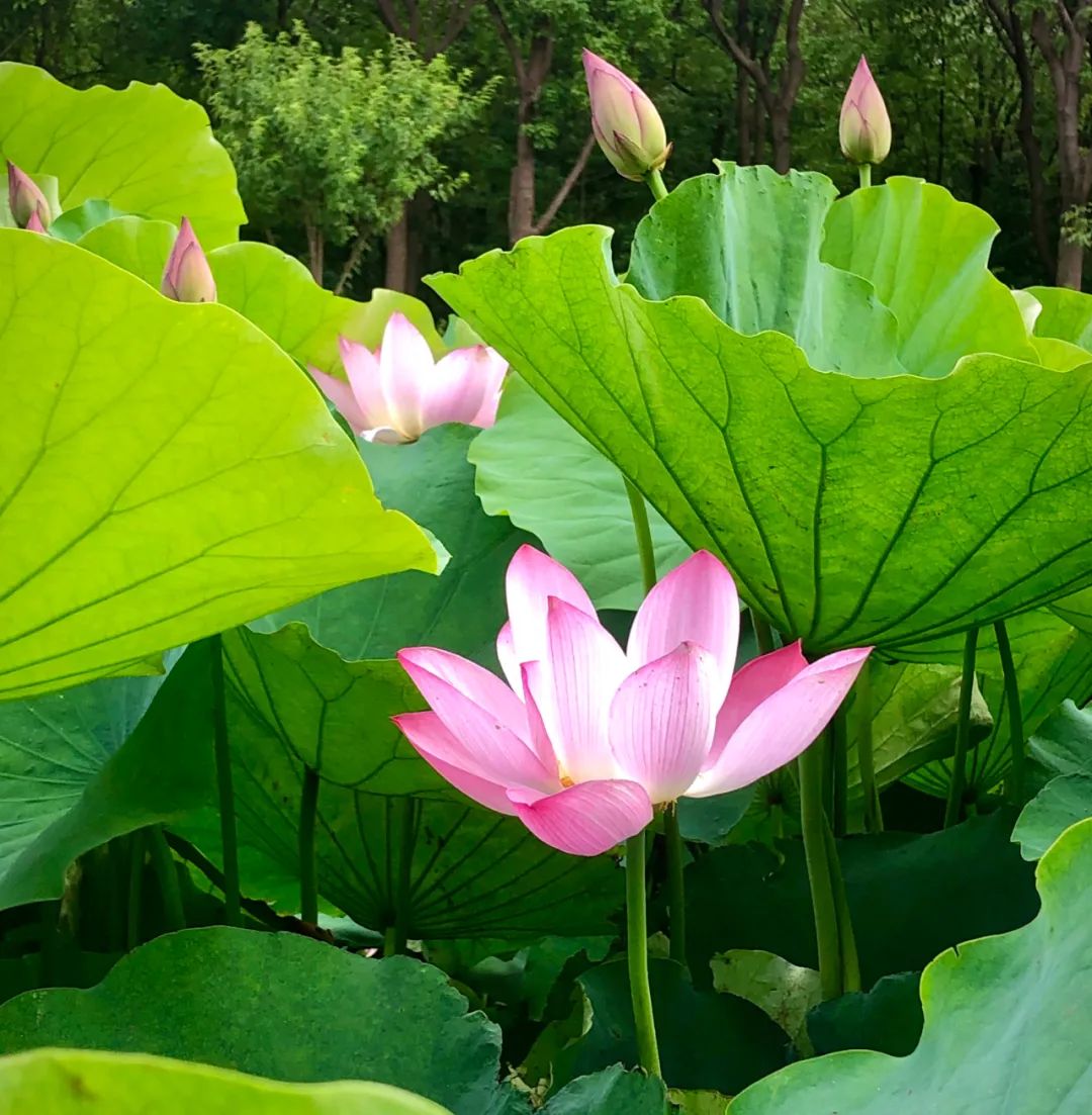 淘客代理,淘客代理加盟方案