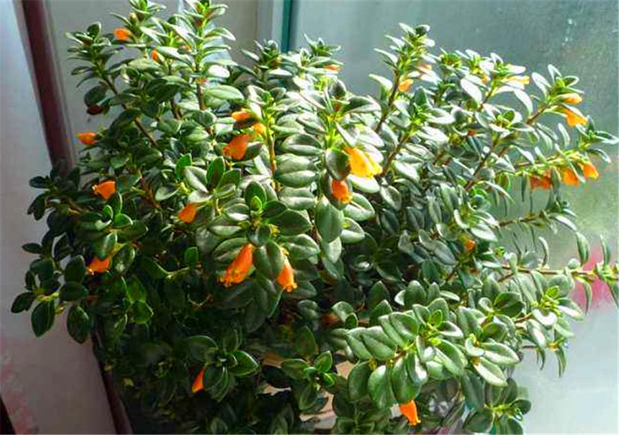 盆栽金鱼吊兰什么时候开花,秋季刚买的金鱼吊兰能开花