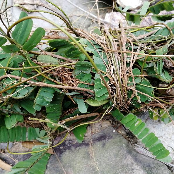 鸡骨草的用途可药用和食用,误食会中毒,用前必须要了解它的特点