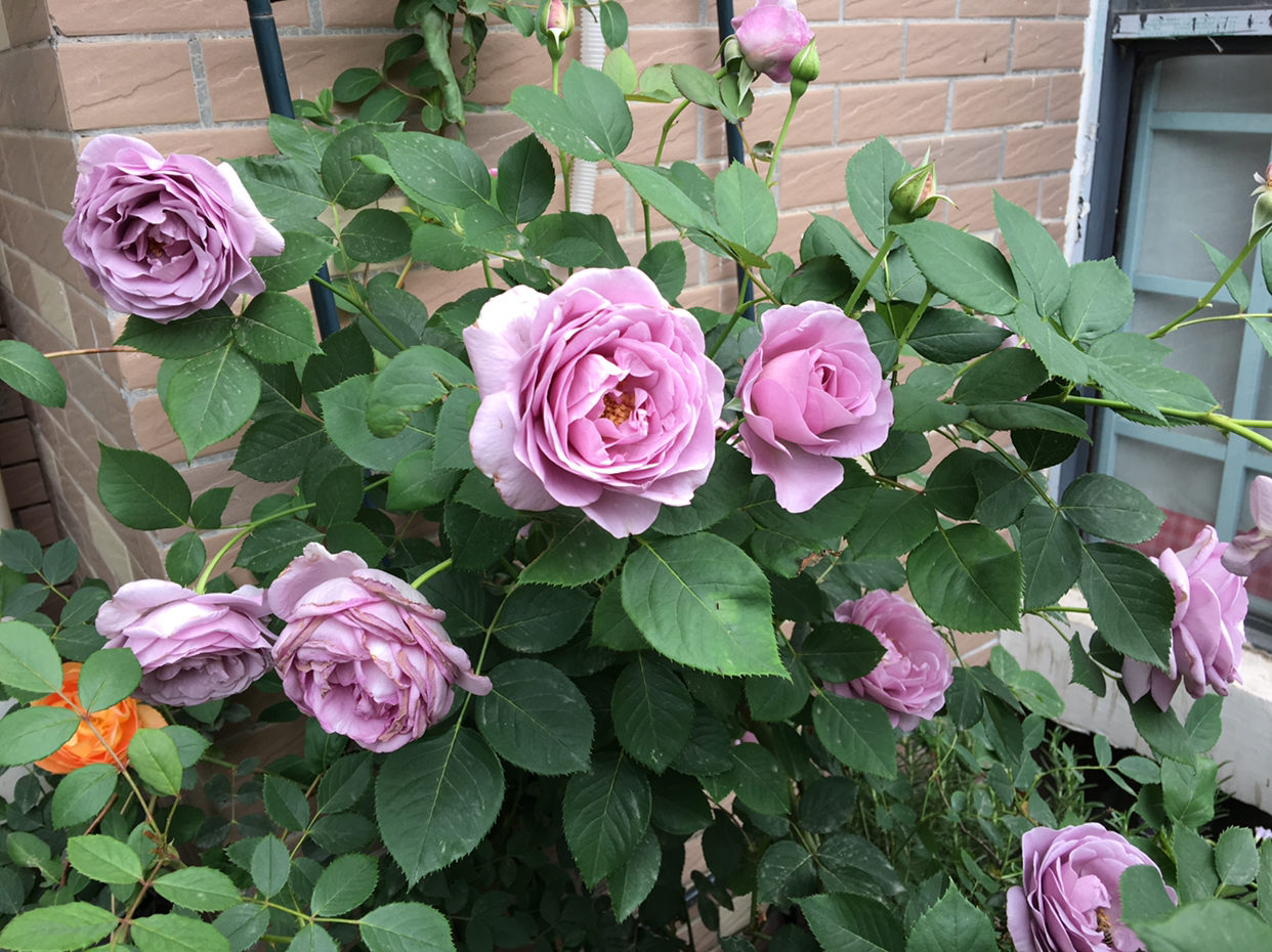 月季花怎么修剪花多好看,月季花怎么修剪才能多开花