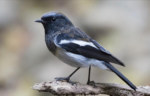 东江揽胜,惠州淡水常见鸟类图谱