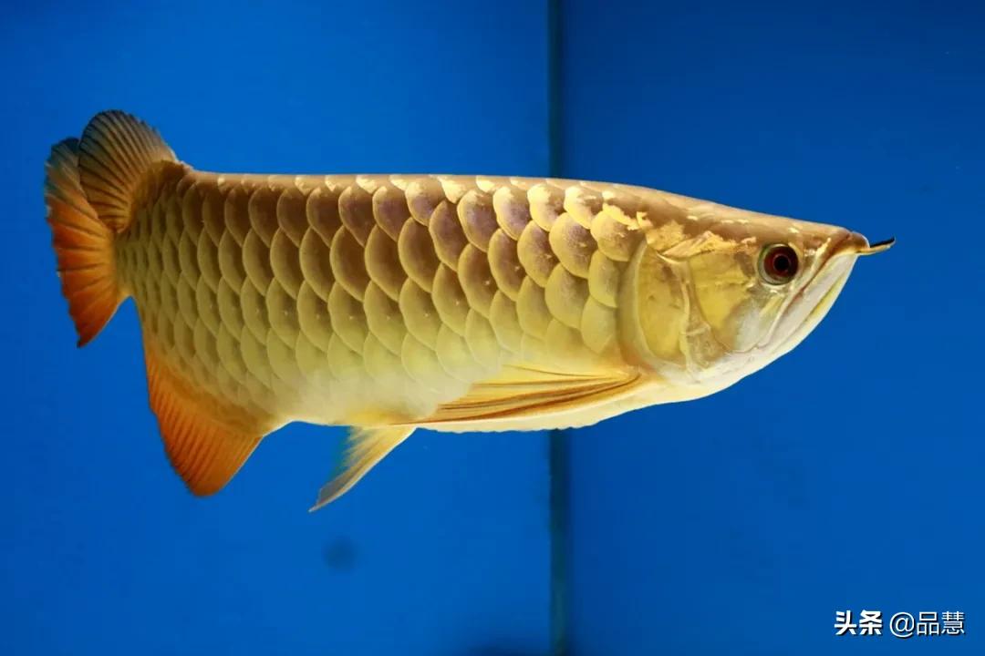 十种便宜又漂亮的龙鱼,一旦拥有别无所求是什么广告