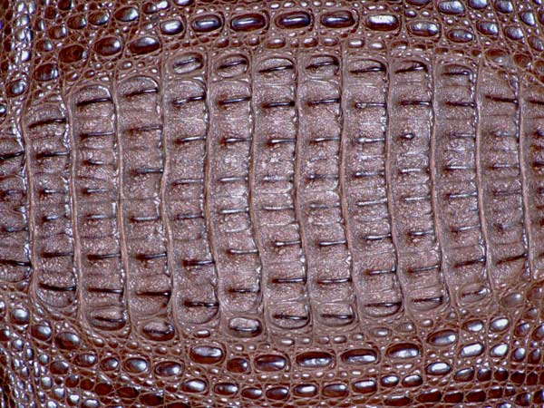 你真的了解鳄鱼皮吗,你真的了解供应链吗