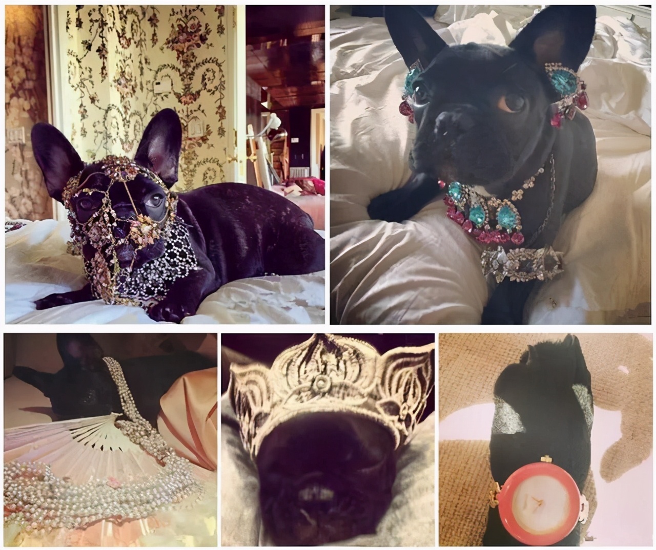 宠物戴的珠宝，来看看你能买得起几件？