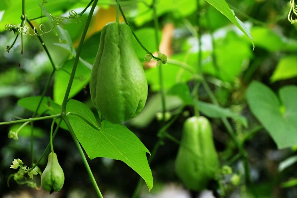 院子种什么爬藤最好,适合院子里种的爬藤植物