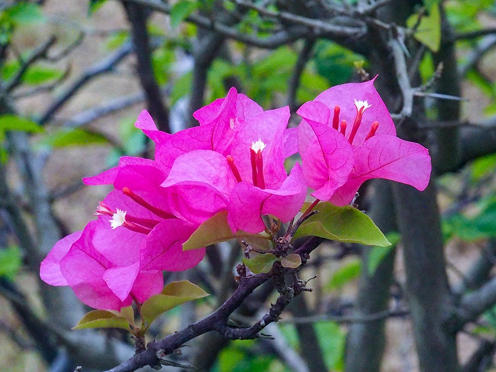 olympus濂ユ灄宸存柉e-m1markiii涓変唬,濂ユ灄宸存柉e-m1markii鍜宔-m1markiii