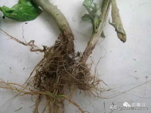 种茄子的六个步骤简短文字,种茄子的基本知识