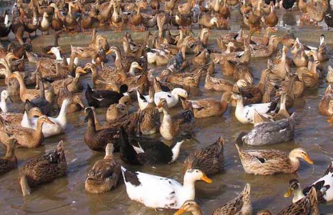 蛋鸭产蛋夜间管理技术要点,蛋鸭夜间管理技术视频