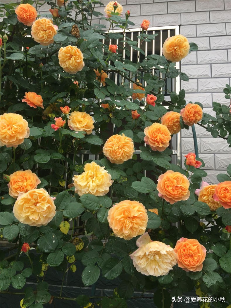 藤本月季过冬的正确方法,藤本月季春天的养护方法