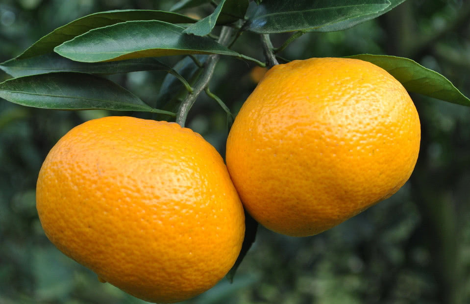 怎么样吃橘子的小技巧,又到了吃橘子的季节学会4个技巧