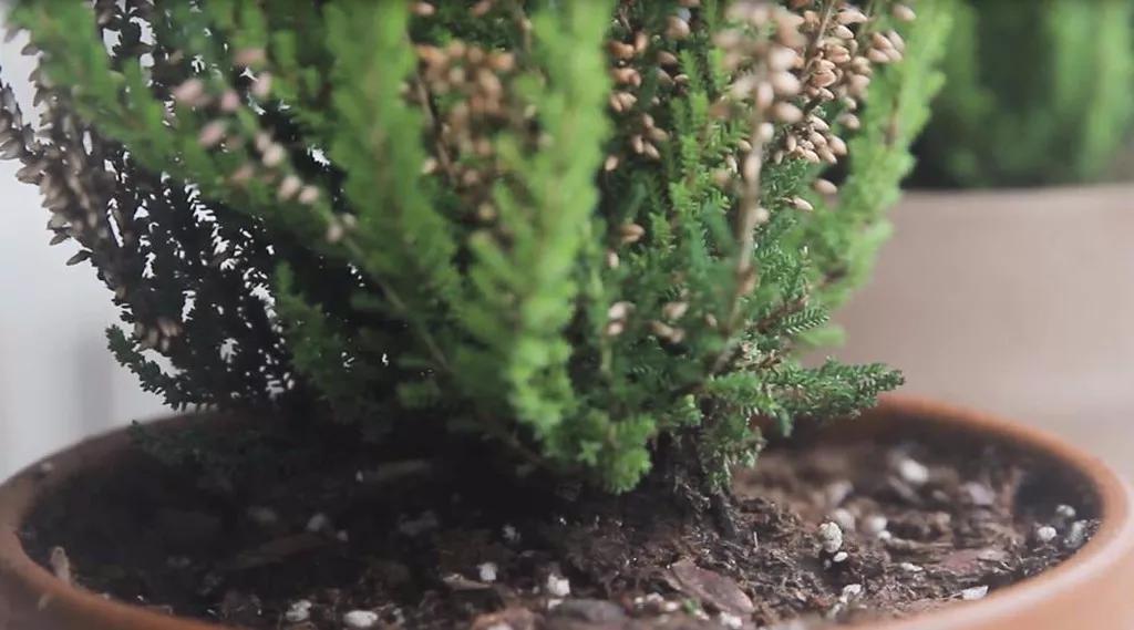 挪威石楠花,挪威国花帚石楠