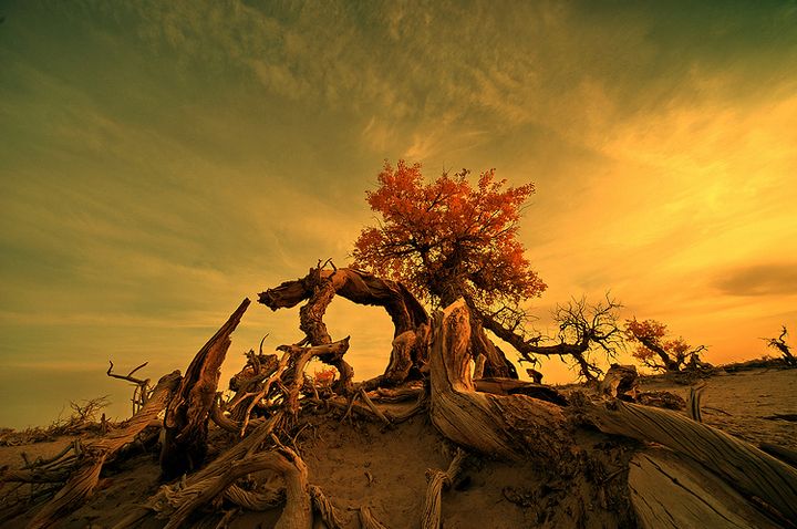 你的命运怎么样,你的命运会如何