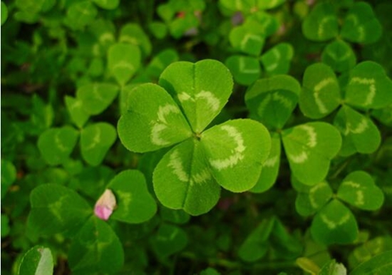 品金｜第四片叶子的传说，你听说过吗？