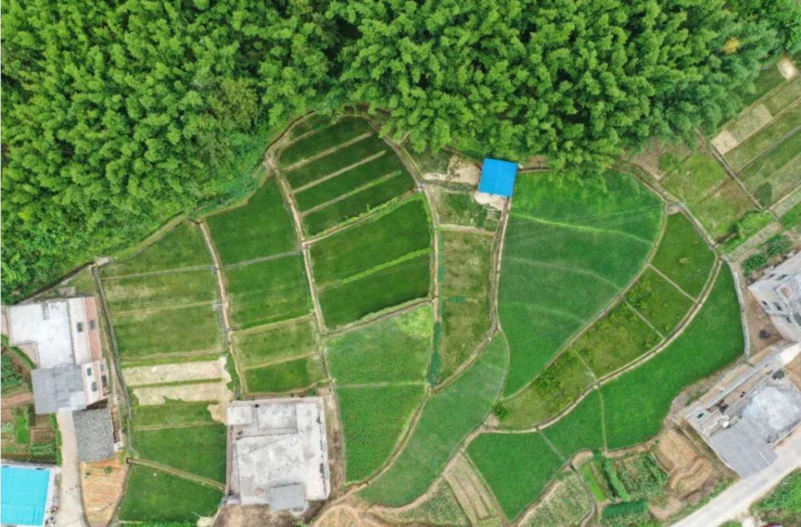 乡村振兴与互联网+的发展前景,乡村振兴互联网研究现状