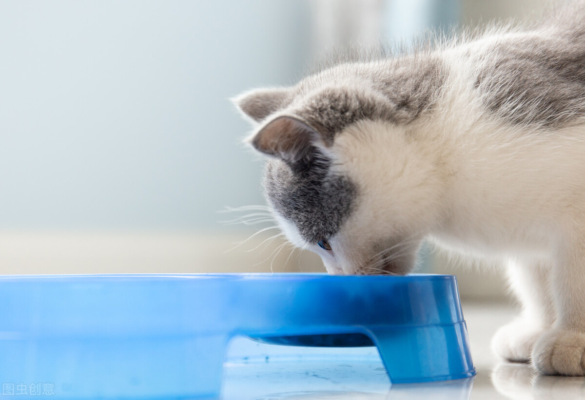 母猫频繁去厕所尿得少带血,母猫尿频尿少