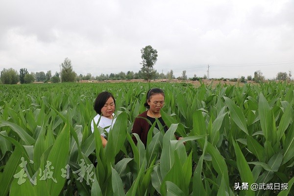 创业路上的女能手事迹,创业致富女能手