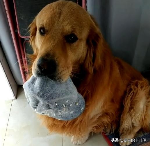 金毛频繁换主人,金毛被救下后开始了报恩