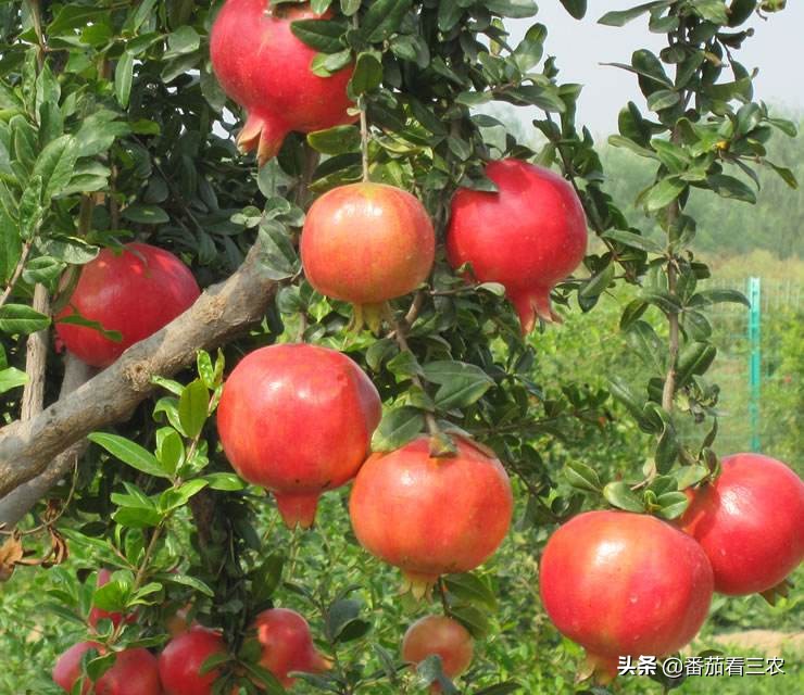 石榴防开裂套袋,石榴疏果技术