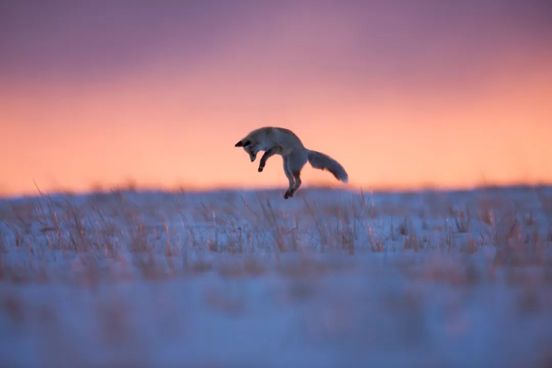 不保护就晚了！你最爱的干（小）脆（熊）面（猫）比大熊猫还濒危