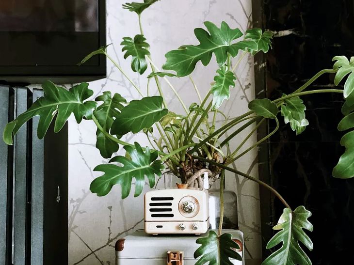 小天使植物养护,小天使植物的养护