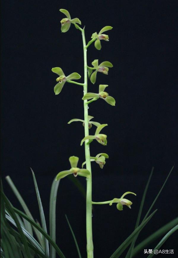 每日一品,蕙兰潘绿梅和庆华区别
