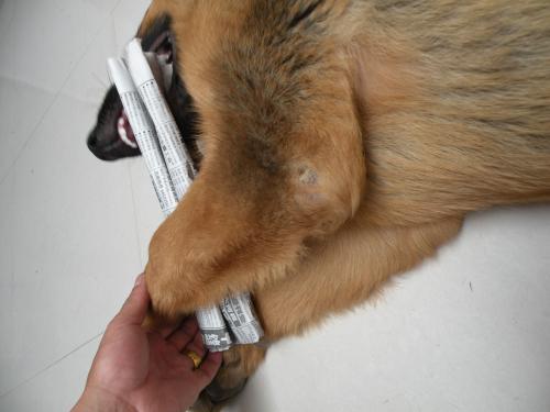 防止狗狗掉毛的小妙招,不想狗狗短命就别做这6件事情