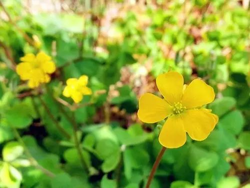 那些常见却叫不上名字的野花野草,常见的野花野草却是农家之宝