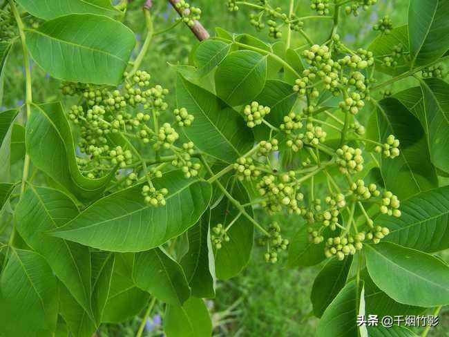 乐山适合种植什么中药材,乐山中药材淫羊藿