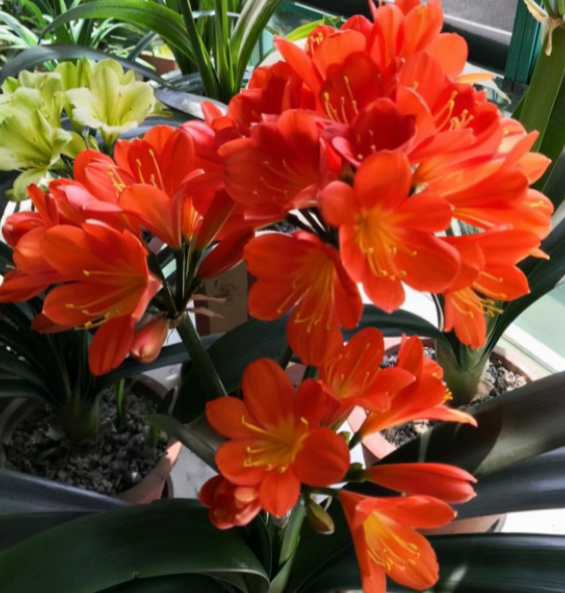 李大姐养君子兰,年年开大花,有吉祥好兆头,原来是她做对5件事