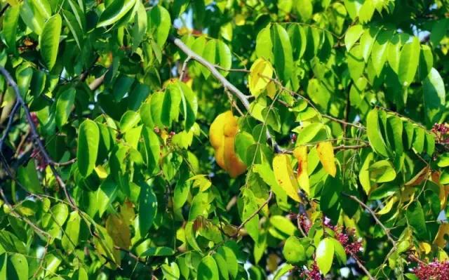 海南常见植物图解视频,海南的树木都有哪些名称