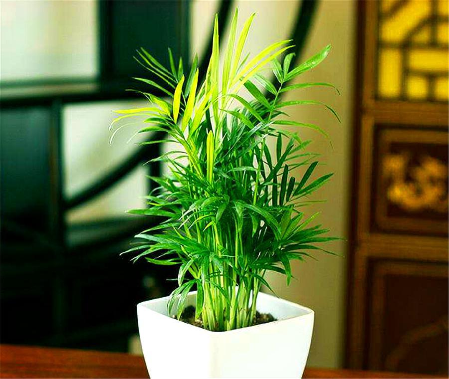 袖珍椰子客厅绿植怎么养,袖珍椰子在家里养有什么好处