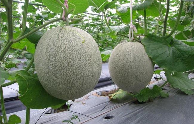 蜜瓜种植注意事项,蜜瓜栽种