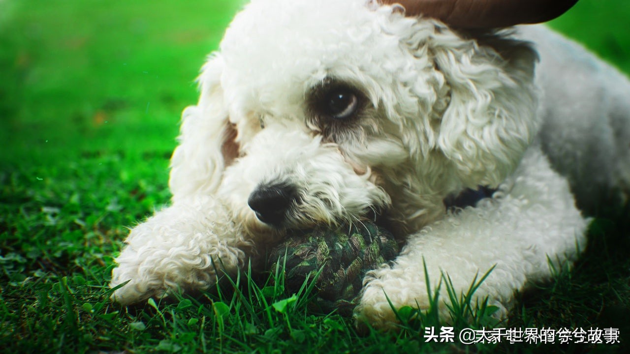 孕早期能接触狗狗吗,怀孕一定要远离狗狗吗