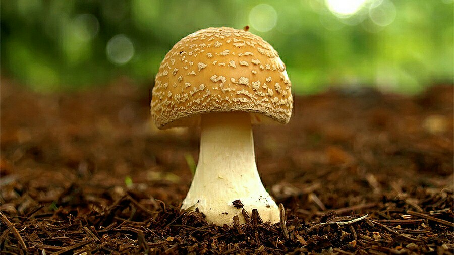 蘑菇的养殖技术视频播放,蘑菇养殖技术全过程