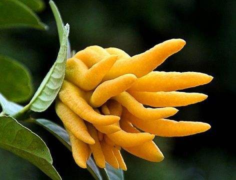 水果佛手柑是哪里特产,云南佛手柑图片大全集