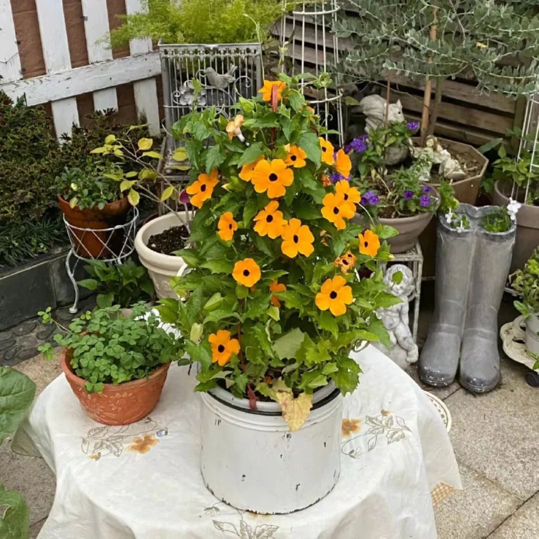 推荐4种“垂吊花”，看一眼就会喜欢上，家里养几盆，美如仙境