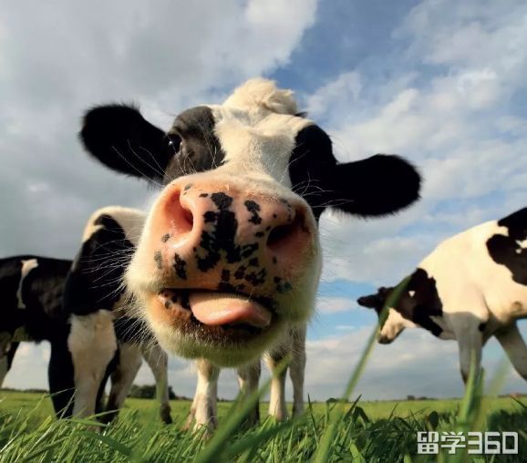 知否知否?高颜值的新西兰还是黑科技好手!